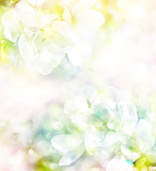 Preview: Spring Landscape. Flowering Apple Tree. Garden. Flower