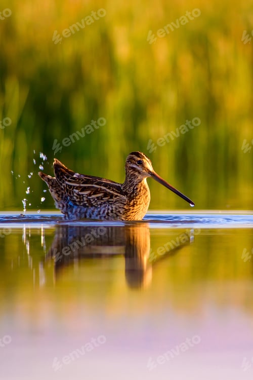 Preview: Bathing Bird. Green Yellow Nature Background. Bird: Common Snipe. Gallinago Gallinago.