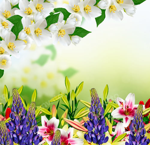 Preview: White Jasmine Flower. The Branch Delicate Spring Flowers