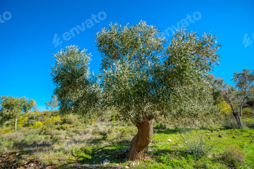 Preview: Beautiful Olive Tree Around Ancient Heraion Temple Near Perachora Village In Greece