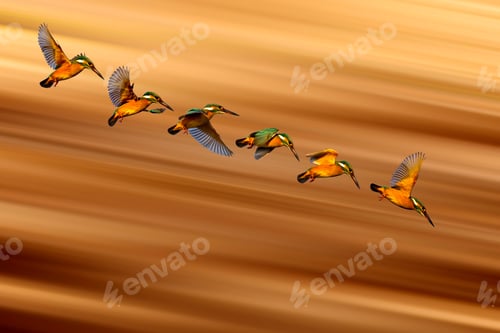 Preview: Flying Bird. Little Colorful Bird Kingfisher. Motion Blur Background. Isolated Images. Bird: Common