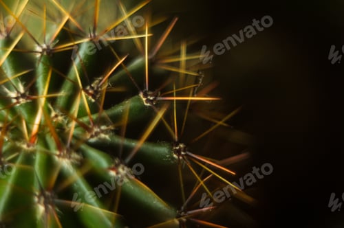 Preview: Cactus Echinopsis Tubiflora, Close Up, Selective Focus