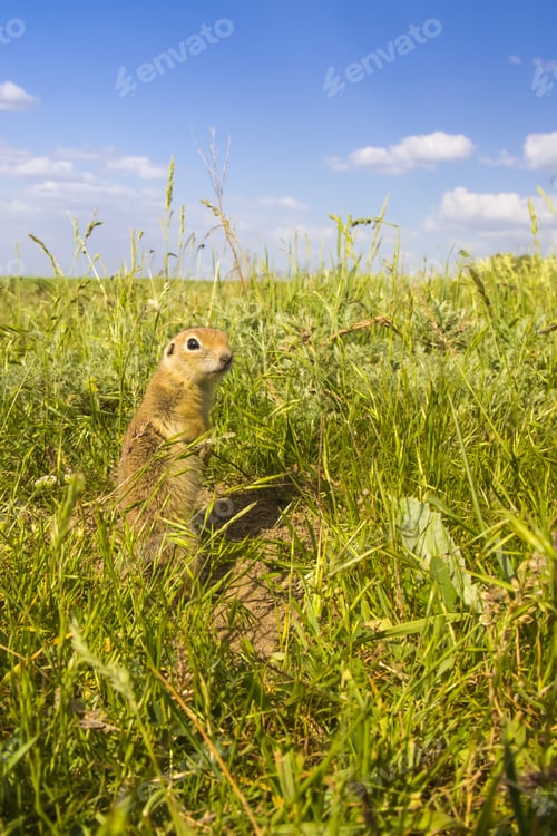 Preview: Cute Animal. Ground Squirrel Anatolian Souslik Ground Squirrel Spermophilus Xanthoprymnus.
