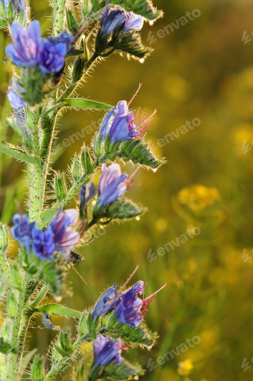 Preview: Viper'S Bugloss (Echium Vulgare)