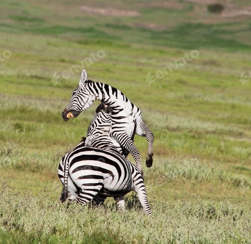 Preview: Zebras In The Ngorongoro Crater, Tanzania