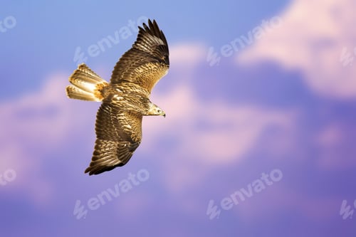Preview: Bird Of Prey. Isolated Bird. Blue Sky Background. Long Legged Buzzard. Buteo Rufinus.