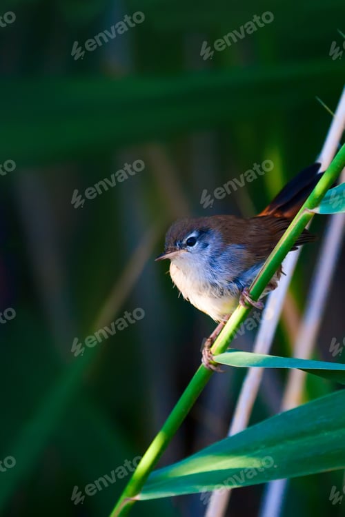 Preview: Cute Bird On A Branch. Colorful Nature Background.