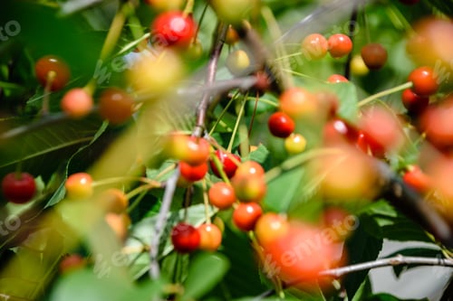 Preview: Cherry Tree Close Up With Almost Red Cherries Ready For Harvest
