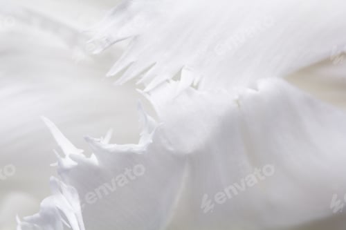 Preview: White, Beautiful Tulip With Details