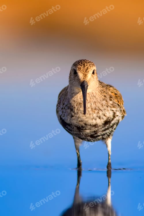 Preview: Cute Water Bird. Yellow Blue Water Background. Bird: Curlew Sandpiper. Calidris Ferruginea.