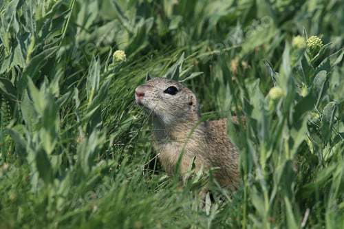 Preview: European Ground Squirrel (Spermophilus Citellus) Rana- Czech Republic