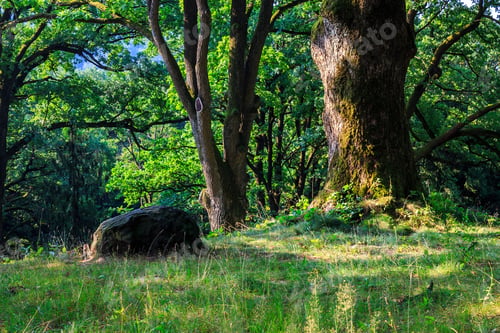 Preview: Stone Near A Tree At The Edge Of The Slope In The Forest. Horizontal