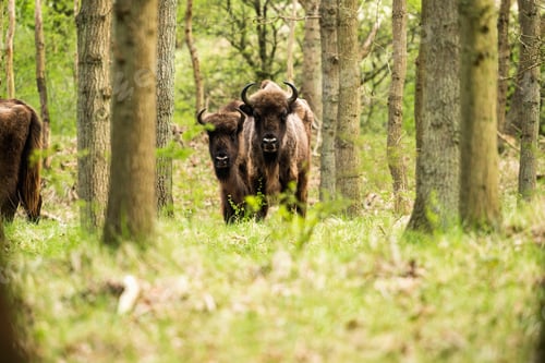 Preview: Two European Bison In Forest