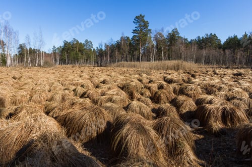 Preview: Sunny Day In Pine Forest