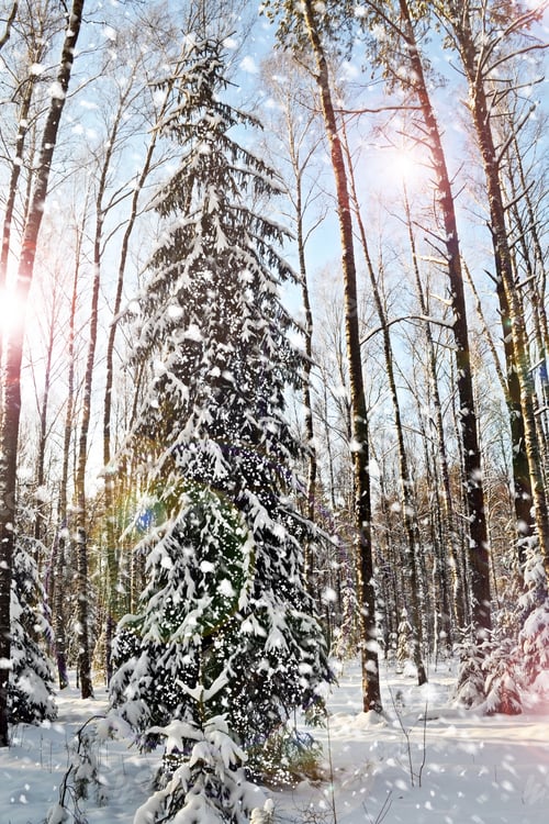 Preview: Winter Forest