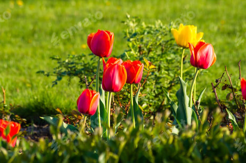 Preview: Colorful Tulips In Early Spring In The Garden