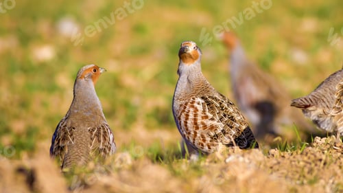 Preview: Partridges. Colorful Nature Background. Grey Partridge. Perdix Perdix.