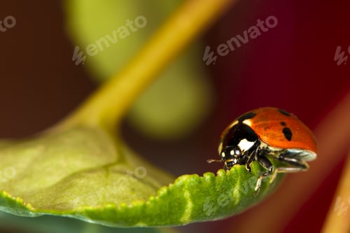 Preview: Cute Red Ladybird. Green Red Nature Background. Macro Photography.