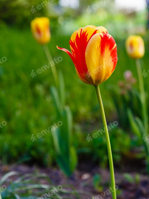 Preview: Red And Yellow Tulip In Spring Garden