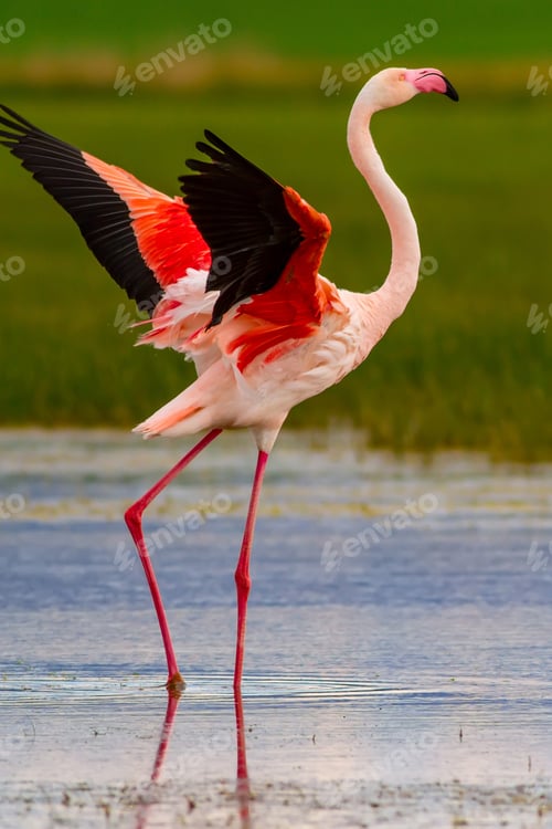 Preview: Nature And Birds. Bird: Greater Flamingo. Phoenicopterus Roseus. Green Blue Nature Background.