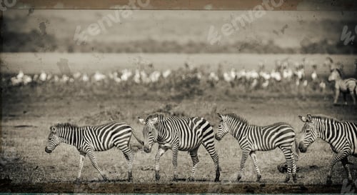 Preview: Zebras In The Lake Manyara National Park, Tanzania