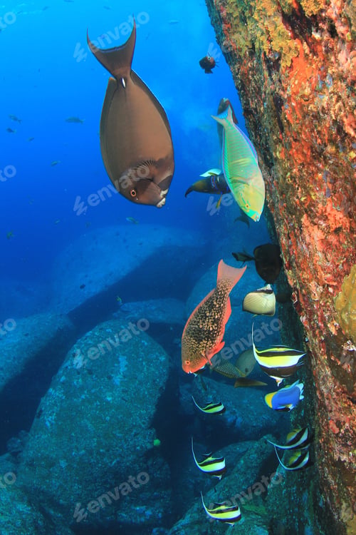 Preview: Fish In Sea