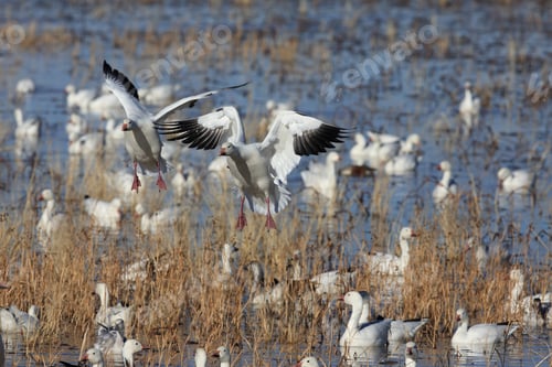 Preview: Snow Geese Bosque Del Apache, New Mexico Usa