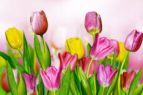 Preview: Pink And Yellow Tulips