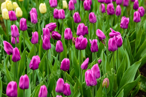Preview: Purple Flower Of Tulip Sort Blue Beauty. Hybrids Of Tulips - A Beautiful Spring Bulbs. Growing