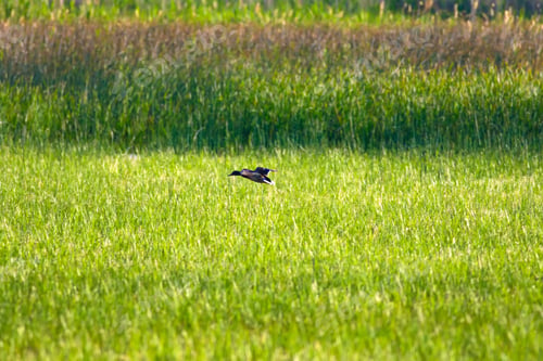 Preview: Flying Duck. Green Nature Background. Mallard / Anas Platyrhynchos