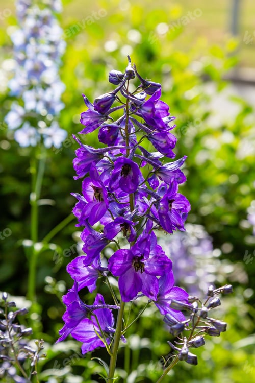 Preview: Beautiful Delphiniums Blooming In The Garden.