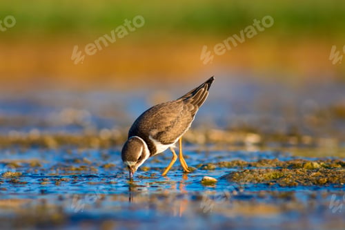 Preview: Cute Little Water Bird. Blue, Yellow, Green, Nature Background. Bird: Common Ringed Plover