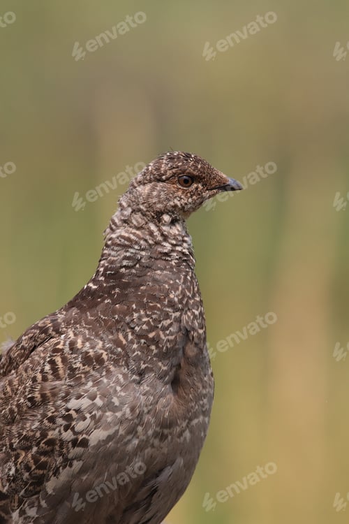 Preview: Spruce Grouse Glacier National Park