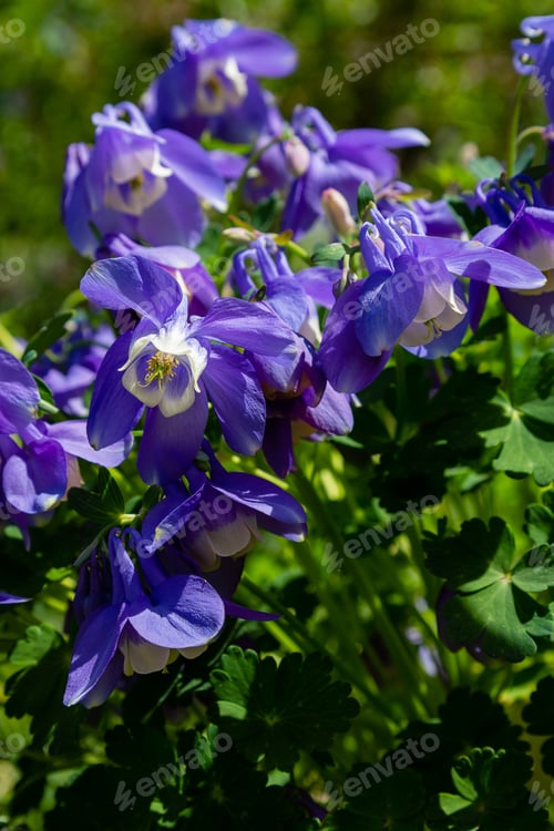 Preview: Aquilegia Coerulea In Spring Garden. Blue Flowers Of Aquilegia In Naturfal Background. Plant For