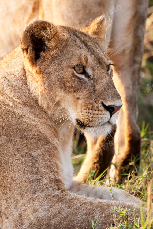 Preview: African Lioness In The Maasai Mara National Park, Kenya
