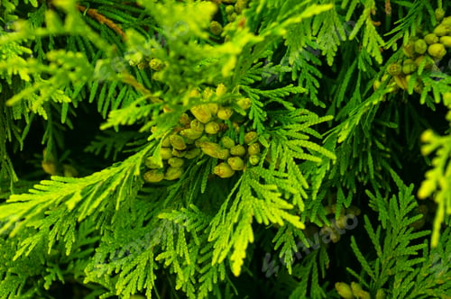 Preview: Incense Cedar Tree Calocedrus Decurrens Branch Close Up.