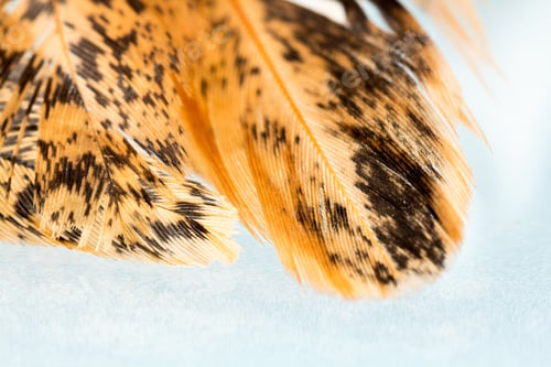 Preview: Colorful Hen Feather With Details And Reflexions