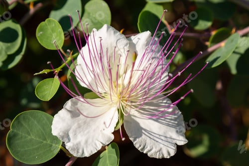 Preview: Close Up On Flowers Of Caper Shrub (Capparis Spinosa). Purple And White Flowers Of Caperous Spiny