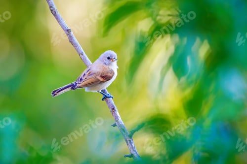 Preview: Cute Bird. Eurasian Penduline Tit / Remiz Pendulinus