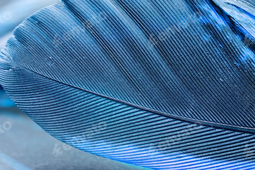 Preview: Colorful Rooster Feather With Details And Reflexions