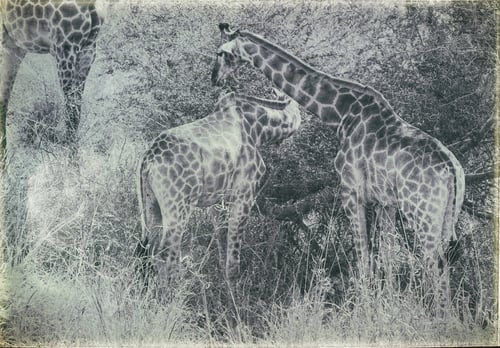 Preview: Vintage Style Image Of A Group Of Giraffes In Chobe National Park, Botswana