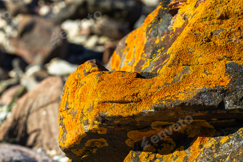 Preview: The Baltic Sea Rocky Coast