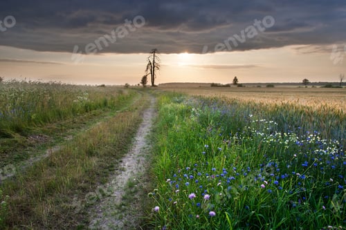 Preview: Cereal Field Landscape With Old Tree