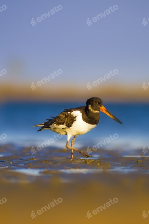 Preview: Water And Bird Oystercatcher. Blue Sea, Blue Sky Background. Eurasian Oystercatcher Haematopus