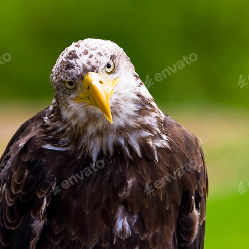 Preview: Bald Eagle Portrait