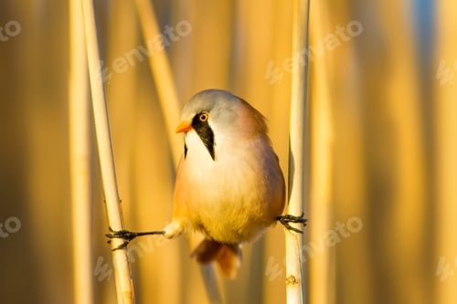 Preview: Bearded Funny Bird. Yellow Reeds Background.