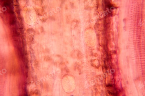 Preview: Tulip Petal At The Microscope