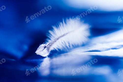 Preview: Abstract Composition With Dried Clematis Seeds And Light