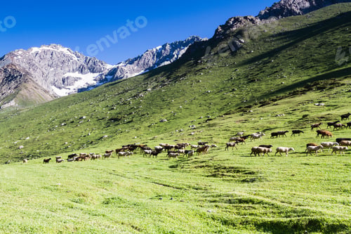 Preview: Alatau Plateau In Tian Shan Mountains, Karakol, Kyrgyzstan, Central Asia
