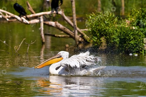 Preview: White Pelican Swimming
